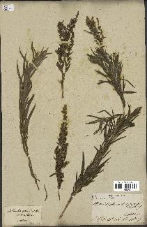 spécimen de Artemisia glauca