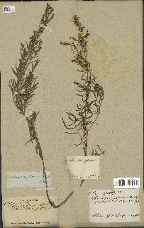 spécimen de Artemisia glauca