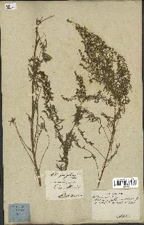 spécimen de Artemisia glauca