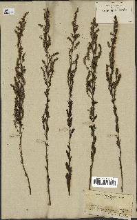 spécimen de Artemisia parviflora