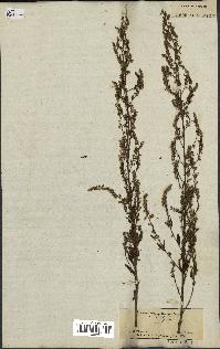 spécimen de Artemisia parviflora