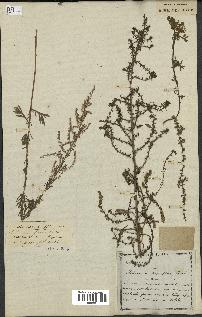 spécimen de Artemisia parviflora