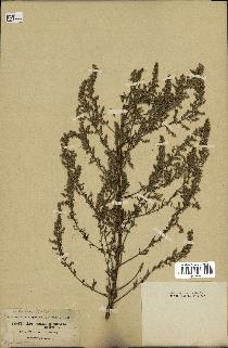 spécimen de Artemisia parviflora