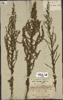 spécimen de Artemisia parviflora