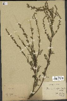 spécimen de Artemisia parviflora