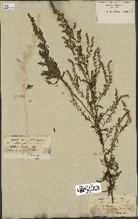 spécimen de Artemisia parviflora