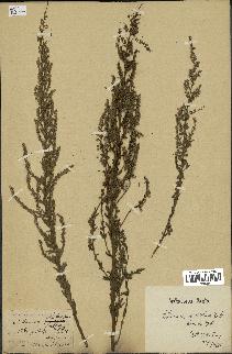 spécimen de Artemisia parviflora