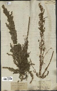 spécimen de Artemisia procera