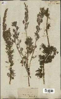 spécimen de Artemisia procera