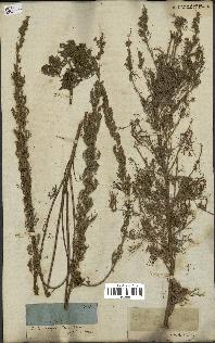 spécimen de Artemisia procera