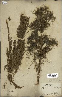 spécimen de Artemisia procera