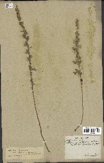 spécimen de Artemisia pontica