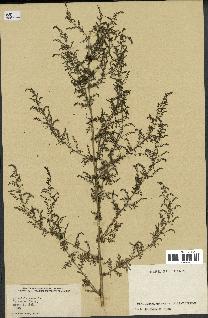 spécimen de Artemisia annua