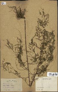 spécimen de Artemisia annua