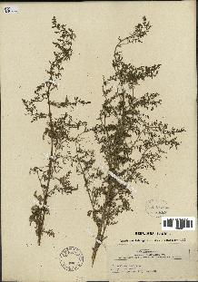 spécimen de Artemisia annua