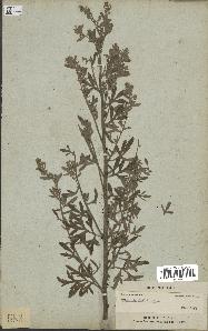 spécimen de Artemisia absinthium