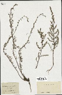 spécimen de Artemisia campestris