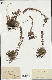 spécimen de Artemisia spicata