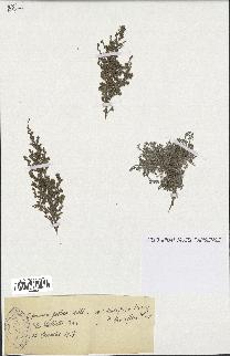 spécimen de Artemisia gallica