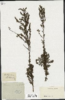 spécimen de Artemisia crithmifolia