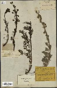 spécimen de Artemisia norvegica