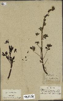 spécimen de Artemisia norvegica