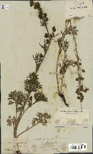 spécimen de Artemisia norvegica