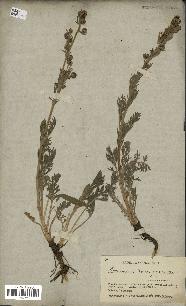 spécimen de Artemisia norvegica