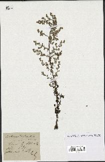 spécimen de Artemisia crithmifolia