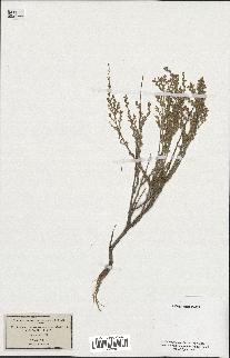 spécimen de Artemisia aragonensis