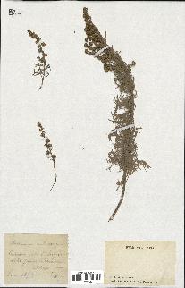 spécimen de Artemisia arborescens