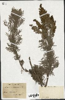 spécimen de Artemisia arborescens