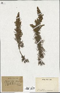 spécimen de Artemisia arborescens