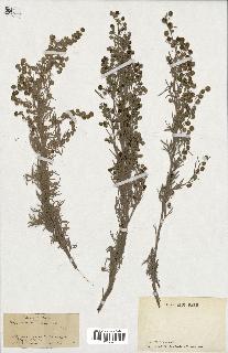 spécimen de Artemisia arborescens