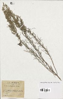 spécimen de Artemisia sp.