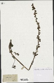 spécimen de Artemisia tanacetifolia