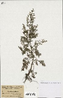 spécimen de Artemisia annua