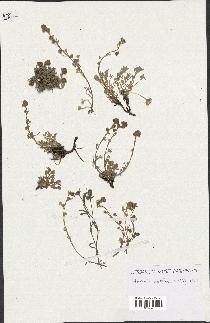 spécimen de Artemisia mutellina