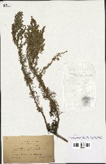 spécimen de Artemisia campestris