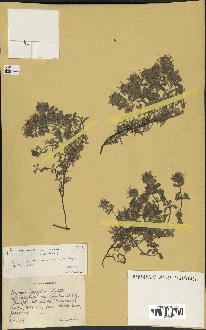 spécimen de Thymus serpyllum