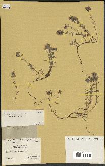 spécimen de Thymus serpyllum