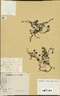 spécimen de Thymus serpyllum