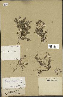 spécimen de Thymus serpyllum
