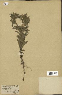 spécimen de Pallenis spinosa