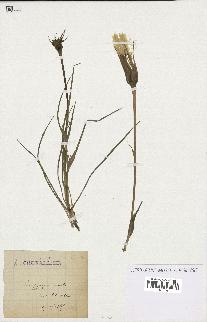 spécimen de Tragopogon australis