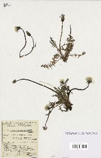 spécimen de Taraxacum brachyglossum