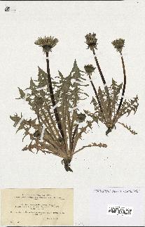 spécimen de Taraxacum pectinatiforme