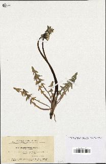 spécimen de Taraxacum tumentilobum
