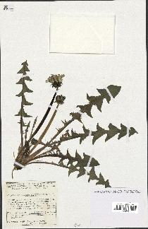 spécimen de Taraxacum bracteatum