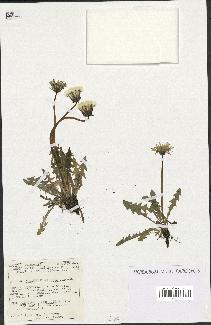 spécimen de Taraxacum agaurum